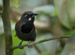 Black-throated Babbler