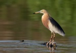 Javan Pond Heron