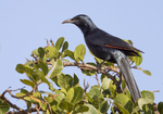Socotra Starling