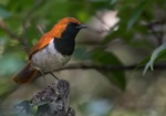 Okinawa Robin