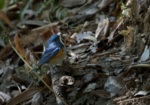 Himalayan Bluetail