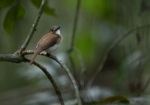 Grey-chested Jungle Flycatcher