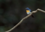 Chinese Blue Flycatcher