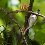 Midget Flowerpecker
