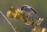 Socotra Sunbird