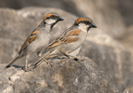 Socotra Sparrow