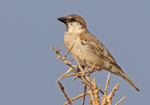 Abd al-Kuri Sparrow