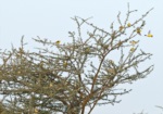 Sudan Golden Sparrow