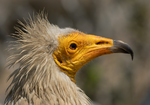Egyptian Vulture