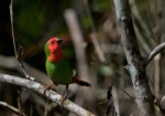 Red-throated Parrotfinch