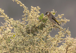 Arabian Golden-winged Grosbeak
