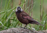 Grey-crowned Rosy Finch