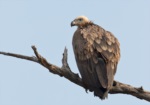 Himalayan  Vulture
