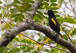 Golden-winged Cacique