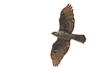 Cassin's Hawk-Eagle