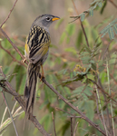 Lesser Grass Finch