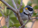 Moss-backed Sparrow
